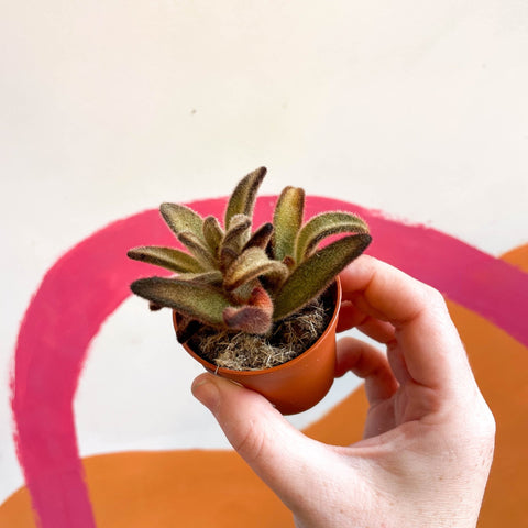 Kalanchoe tomentosa 'Chocolate Soldier' - Sprouts of Bristol