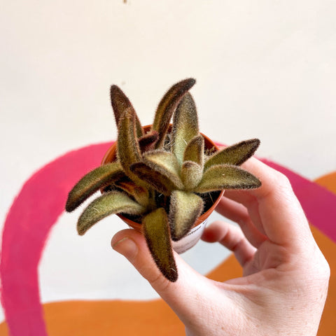 Kalanchoe tomentosa 'Chocolate Soldier' - Sprouts of Bristol