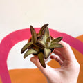 Kalanchoe tomentosa 'Chocolate Soldier' - Sprouts of Bristol