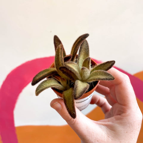 Kalanchoe tomentosa 'Chocolate Soldier' - Sprouts of Bristol