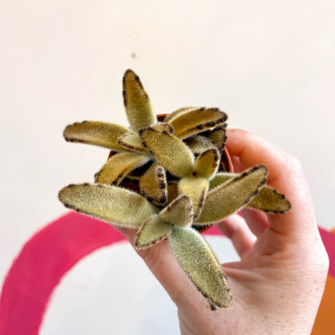 Kalanchoe tomentosa 'Golden Girl' - Sprouts of Bristol