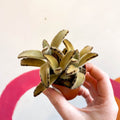 Kalanchoe tomentosa 'Golden Girl' - Sprouts of Bristol