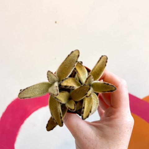 Kalanchoe tomentosa 'Golden Girl' - Sprouts of Bristol