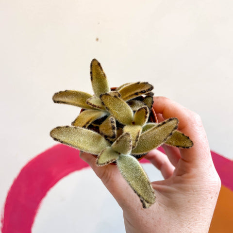 Kalanchoe tomentosa 'Golden Girl' - Sprouts of Bristol