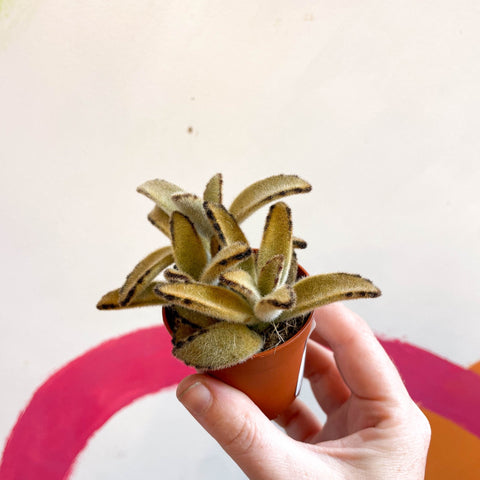Kalanchoe tomentosa 'Golden Girl' - Sprouts of Bristol