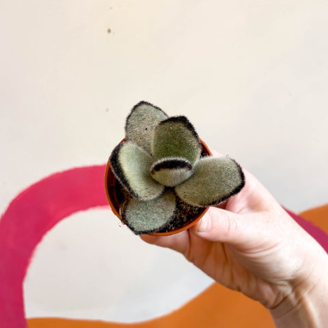 Kalanchoe tomentosa 'Jumbo' - Sprouts of Bristol