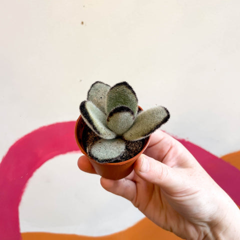 Kalanchoe tomentosa 'Jumbo' - Sprouts of Bristol