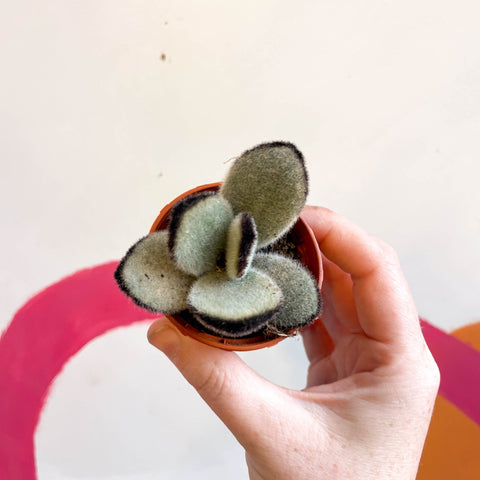 Kalanchoe tomentosa 'Jumbo' - Sprouts of Bristol