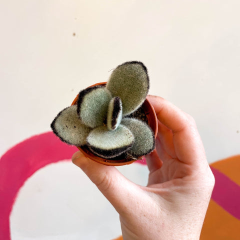 Kalanchoe tomentosa 'Jumbo' - Sprouts of Bristol