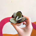 Kalanchoe tomentosa 'Jumbo' - Sprouts of Bristol