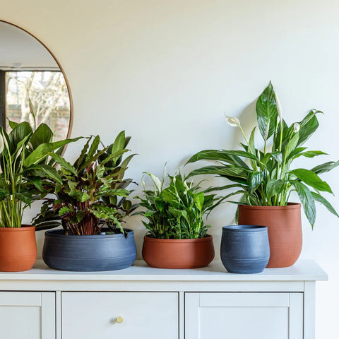 Kew Handthrown Bowl Planter in Azurite Grey - Sprouts of Bristol