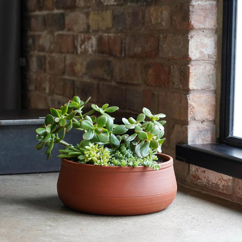 Kew Handthrown Bowl Planter in Burnt Umber Red - Sprouts of Bristol