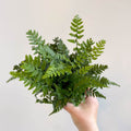 Korean Rock Fern - Polystichum tsussimense - Sprouts of Bristol
