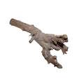 Kuwa Root - Terrarium Supplies - Sprouts of Bristol