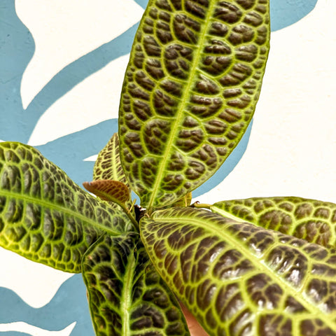 Labisia obtusifolia ‘Kura Kura’ - Turtle Back Plant - Sprouts of Bristol