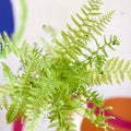Lady Fern - Athyrium filix-femina - Cotswold Grown Fern - Sprouts of Bristol