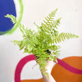 Lady Fern - Athyrium filix-femina - Cotswold Grown Fern - Sprouts of Bristol