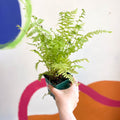 Lady Fern - Athyrium filix-femina - Cotswold Grown Fern - Sprouts of Bristol