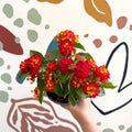 Lantana camara ‘Bandana Red’ - Shrub Verbena - British Grown - Sprouts of Bristol