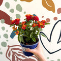 Lantana camara ‘Bandana Red’ - Shrub Verbena - British Grown - Sprouts of Bristol