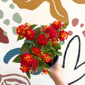 Lantana camara ‘Bandana Red’ - Shrub Verbena - British Grown - Sprouts of Bristol