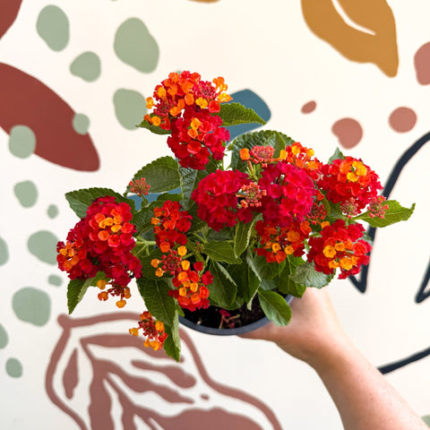 Lantana camara ‘Bandana Red’ - Shrub Verbena - British Grown - Sprouts of Bristol