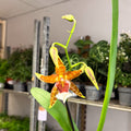 Large - Flowered Copper - Striped Cambria Orchid (Odontoglossum - Type) - Sprouts of Bristol