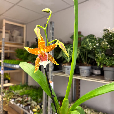 Large - Flowered Copper - Striped Cambria Orchid (Odontoglossum - Type) - Sprouts of Bristol