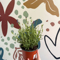 Lavandula angustifolia 'Avignon Blue' - English Lavender - Sprouts of Bristol