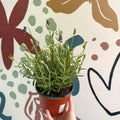 Lavandula angustifolia 'Avignon Blue' - English Lavender - Sprouts of Bristol