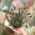Lavandula angustifolia - English Lavender - Sprouts of Bristol