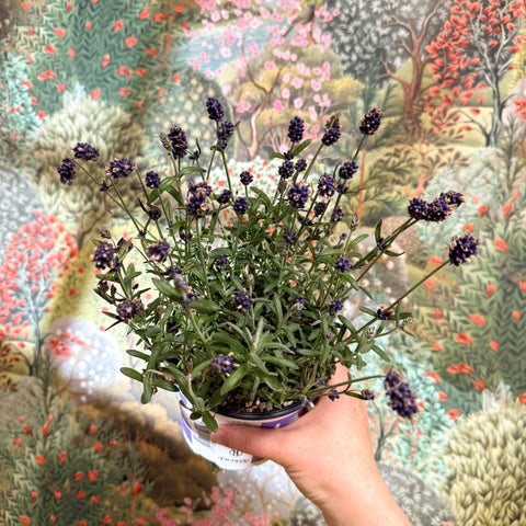 Lavandula angustifolia - English Lavender - Sprouts of Bristol