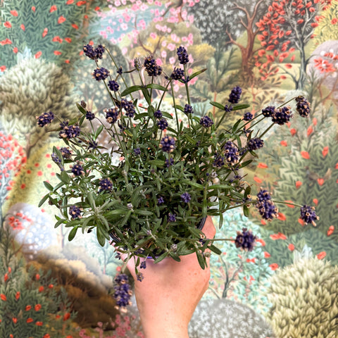 Lavandula angustifolia - English Lavender - Sprouts of Bristol