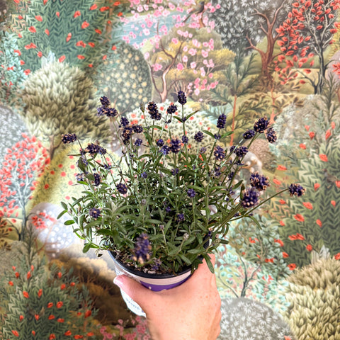 Lavandula angustifolia - English Lavender - Sprouts of Bristol