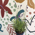 Lavandula angustifolia 'Felice' - English Lavender - Sprouts of Bristol