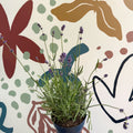 Lavandula angustifolia 'Felice' - English Lavender - Sprouts of Bristol