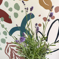 Lavandula angustifolia 'Felice' - English Lavender - Sprouts of Bristol