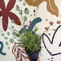Lavandula angustifolia 'Felice' - English Lavender - Sprouts of Bristol