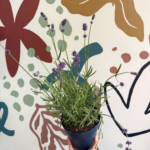 Lavandula angustifolia 'Felice' - English Lavender - Sprouts of Bristol