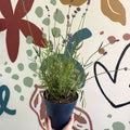 Lavandula angustifolia 'Felice' - English Lavender - Sprouts of Bristol