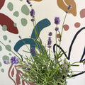 Lavandula angustifolia 'Felice' - English Lavender - Sprouts of Bristol