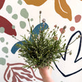Lavandula angustifolia ‘Vincenza White’ - White English Lavender - Sprouts of Bristol
