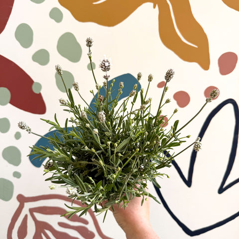 Lavandula angustifolia ‘Vincenza White’ - White English Lavender - Sprouts of Bristol