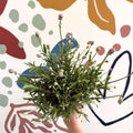 Lavandula angustifolia ‘Vincenza White’ - White English Lavender - Sprouts of Bristol