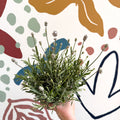 Lavandula angustifolia ‘Vincenza White’ - White English Lavender - Sprouts of Bristol