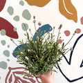 Lavandula angustifolia ‘Vincenza White’ - White English Lavender - Sprouts of Bristol