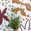 Lavandula × intermedia 'Edelweiss' - White English Lavender - Sprouts of Bristol