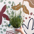 Lavandula × intermedia 'Edelweiss' - White English Lavender - Sprouts of Bristol