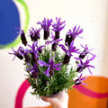 Lavandula stoechas 'Purple Flame' - French Lavender - Sprouts of Bristol