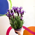 Lavandula stoechas 'Purple Flame' - French Lavender - Sprouts of Bristol